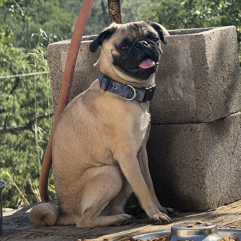 Mr. Handsome Stitch thumbnail 3