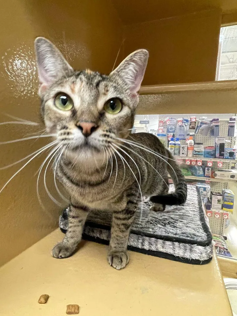 An adult medium-sized female Domestic Short Hair cat named Cougar for adoption in Pompano Beach, FL