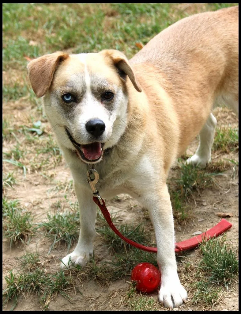 An adult medium-sized male Husky dog named Cinco for adoption in Shippenville, PA