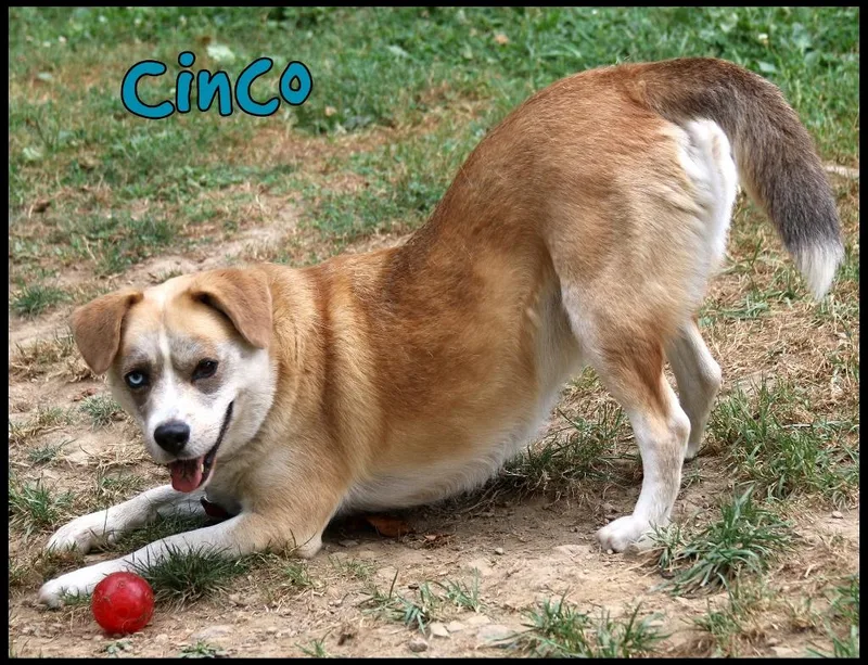 Cinco thumbnail 4