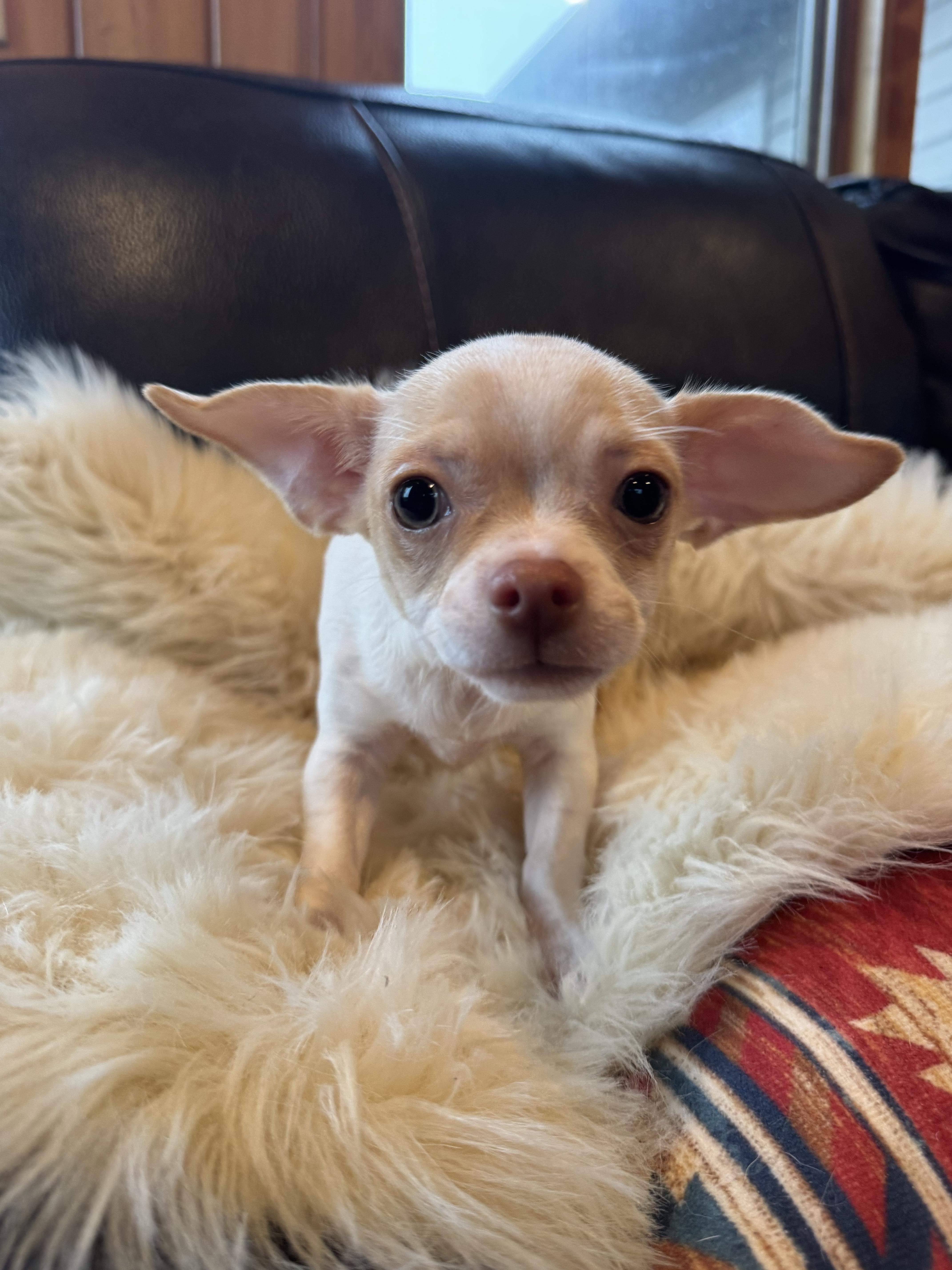 A baby small-sized male Chihuahua dog named Levi for adoption in Glenwood City, WI