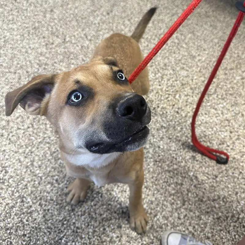 A young medium-sized male Sable Mixed Breed dog named Brody for adoption in Uniontown, PA
