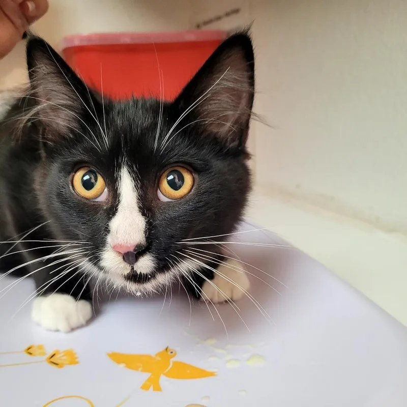 A baby medium-sized male Domestic Medium Hair cat named Oliver for adoption in Allyn, WA