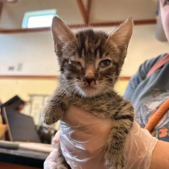 A baby small-sized male Domestic Short Hair cat named Tol for adoption in Lynchburg, VA