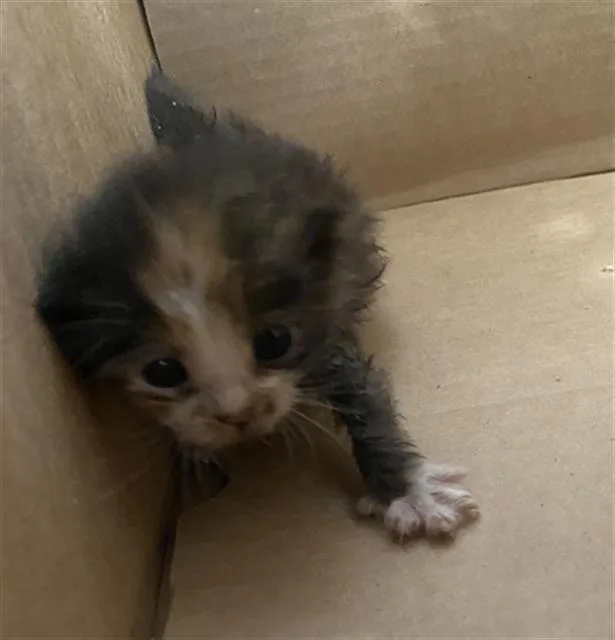 A baby small-sized female Domestic Short Hair cat named Star for adoption in Dallas, TX