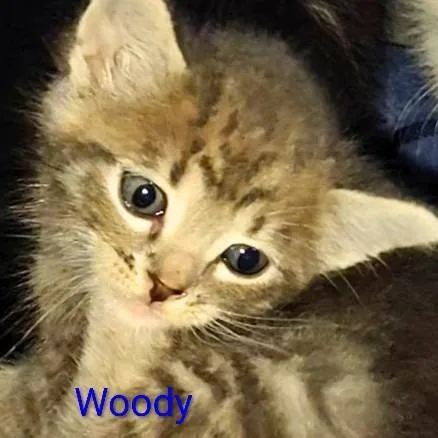 Woody thumbnail 3