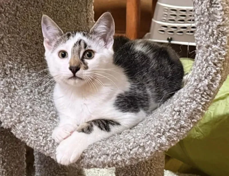 A baby medium-sized male Domestic Short Hair cat named Dr.Rich for adoption in Beacon, NY
