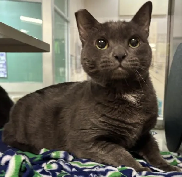 An adult small-sized male Domestic Short Hair cat named Bilbo for adoption in South Lake Tahoe, CA