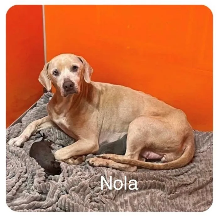 An adult medium-sized female Weimaraner dog named Nola for adoption in Milan, IL