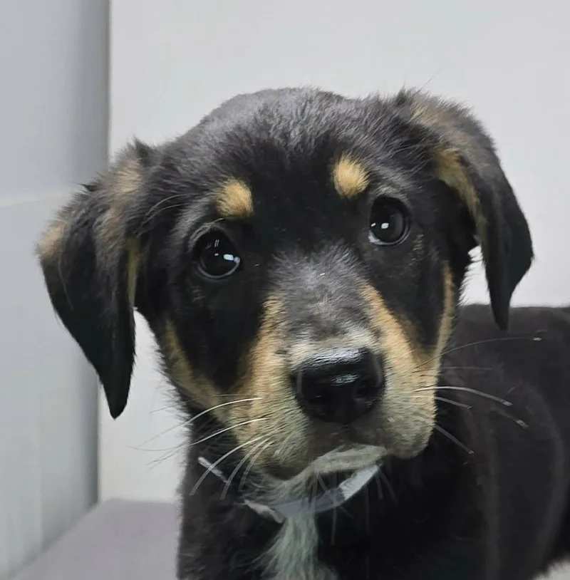 A baby medium-sized female Tricolor (Brown, Black, & White) Labrador Retriever dog named Heavenly Prize for adoption in Newport, TN