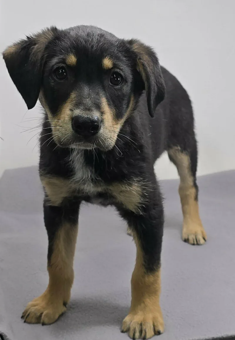 Heavenly Prize thumbnail 2