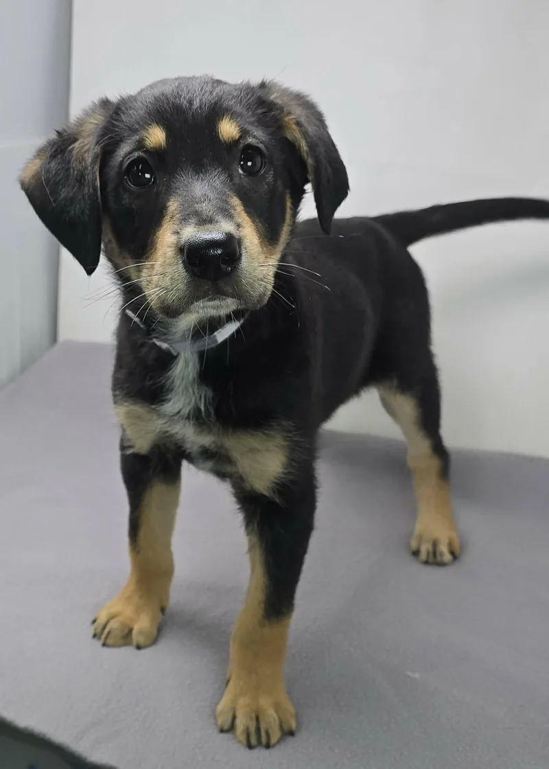 Heavenly Prize thumbnail 4