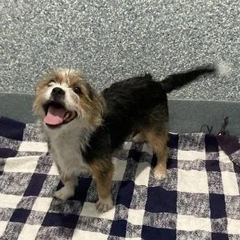 A young small-sized male Terrier dog named Chester for adoption in Hawthorne, CA