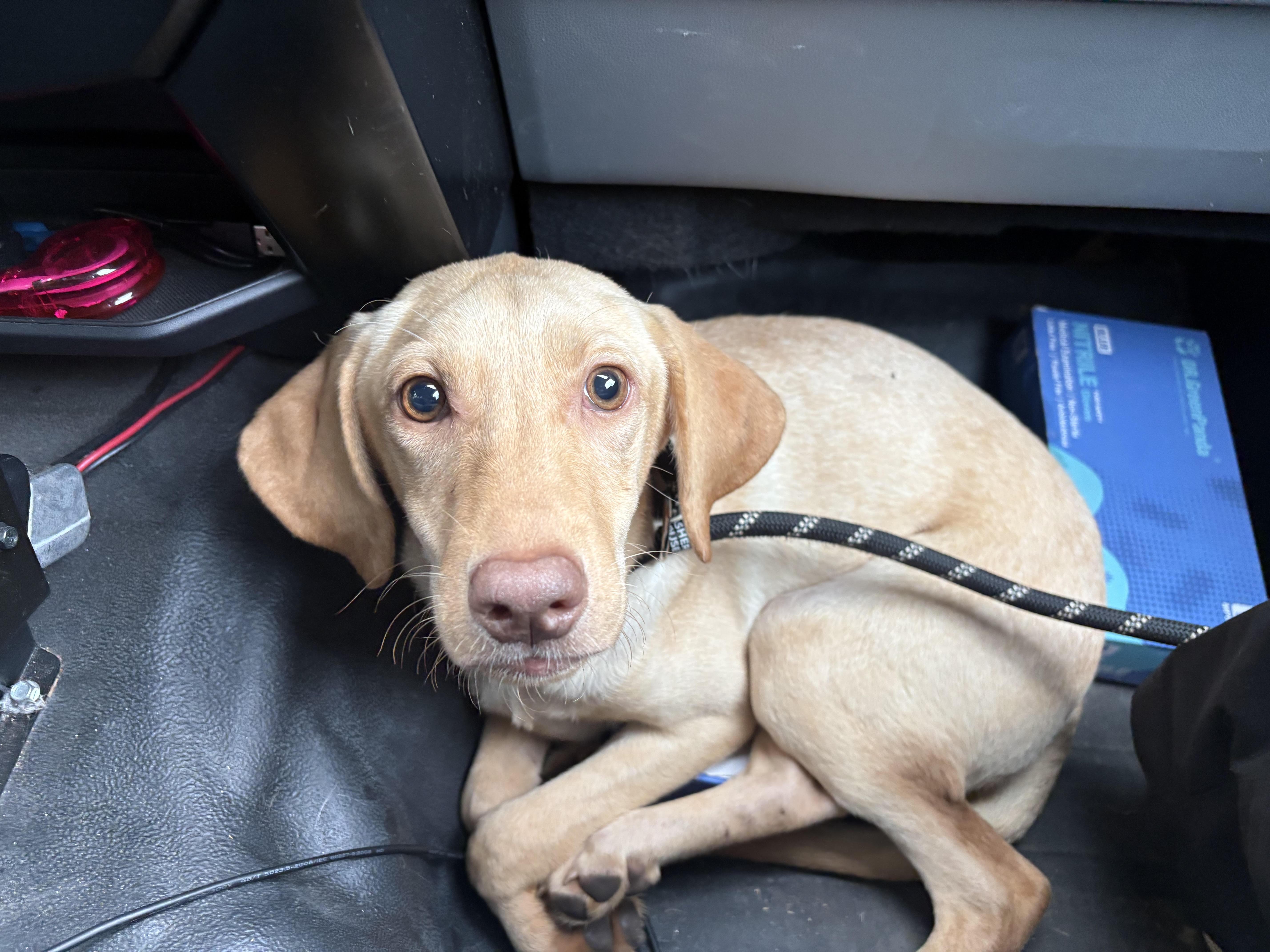 A young medium-sized female Yellow / Tan / Blond / Fawn Yellow Labrador Retriever dog named Junie for adoption in Monticello, GA