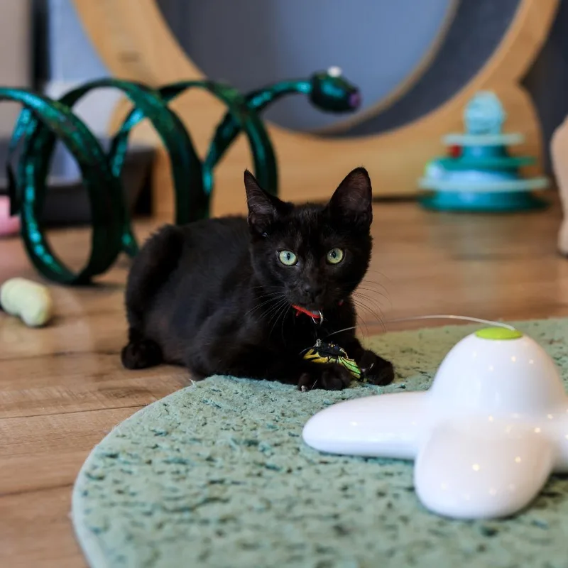 A baby small-sized male Black Domestic Short Hair cat named Francisco for adoption in Los Angeles, CA