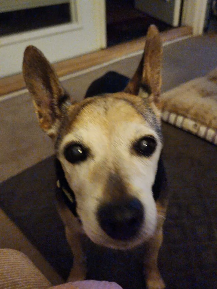 A senior small-sized male Jack Russell Terrier dog named Bailey for adoption in Melbourne Beach, FL
