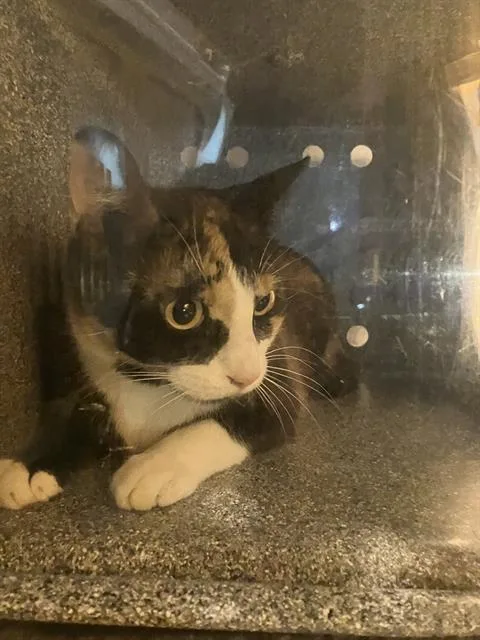 An adult medium-sized female Domestic Medium Hair cat named Charlimae for adoption in Dallas, TX
