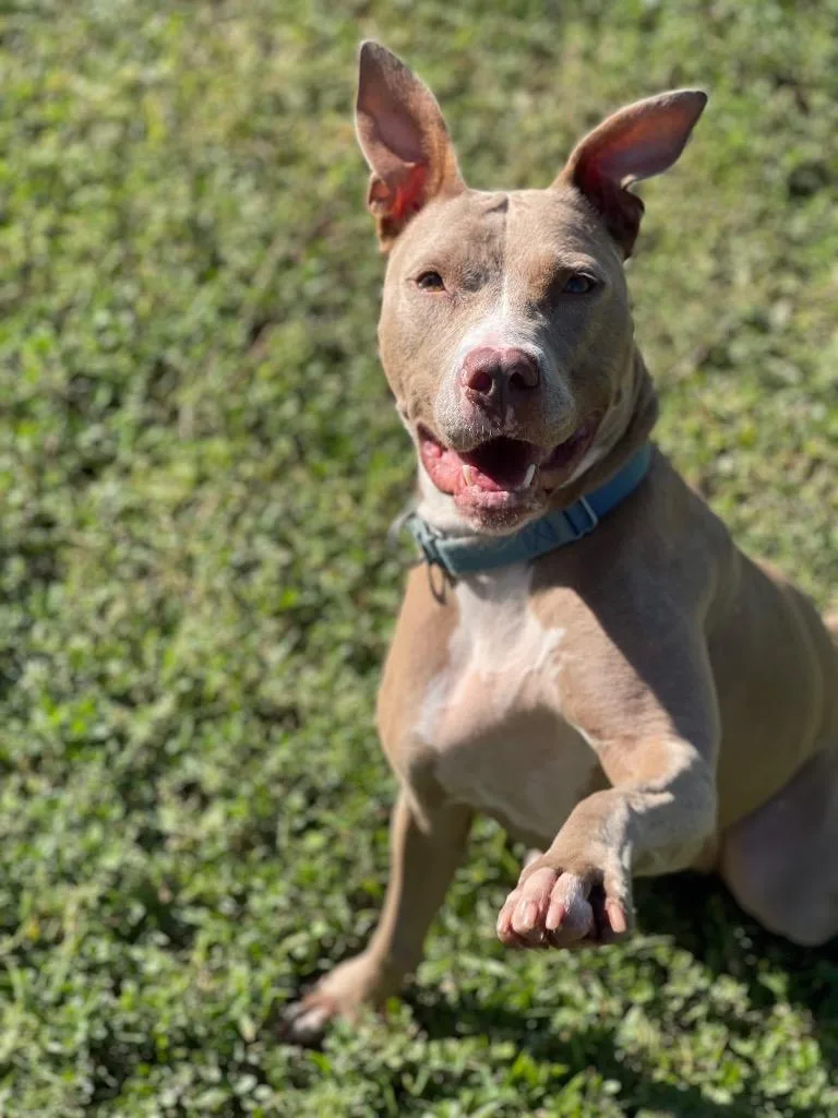 A senior large-sized female Mixed Breed dog named Cherub for adoption in Ocala, FL