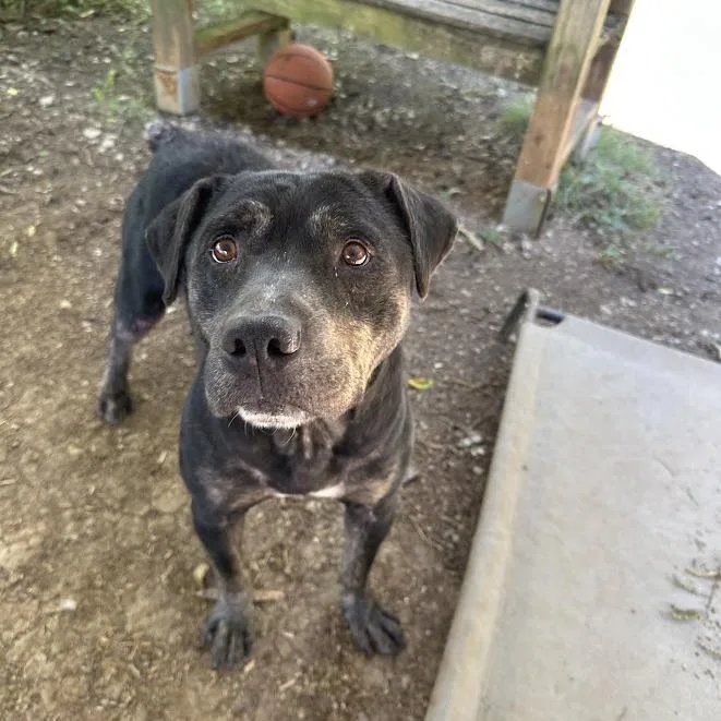 An adult medium-sized male Hound dog named Jorah for adoption in Oak Ridge, TN