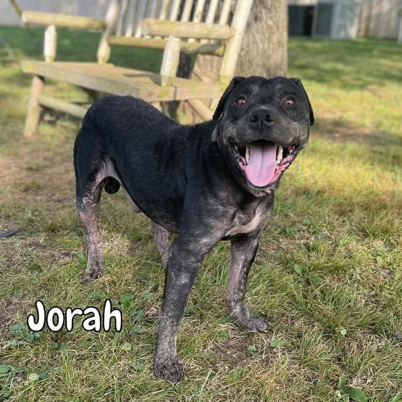 Jorah thumbnail 2