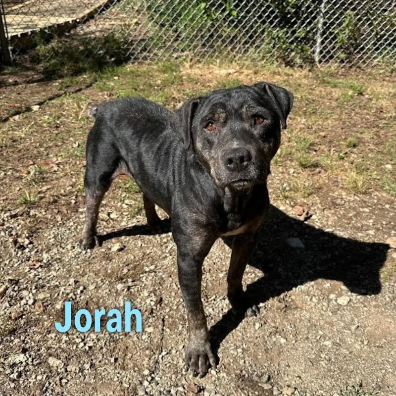 Jorah thumbnail 3