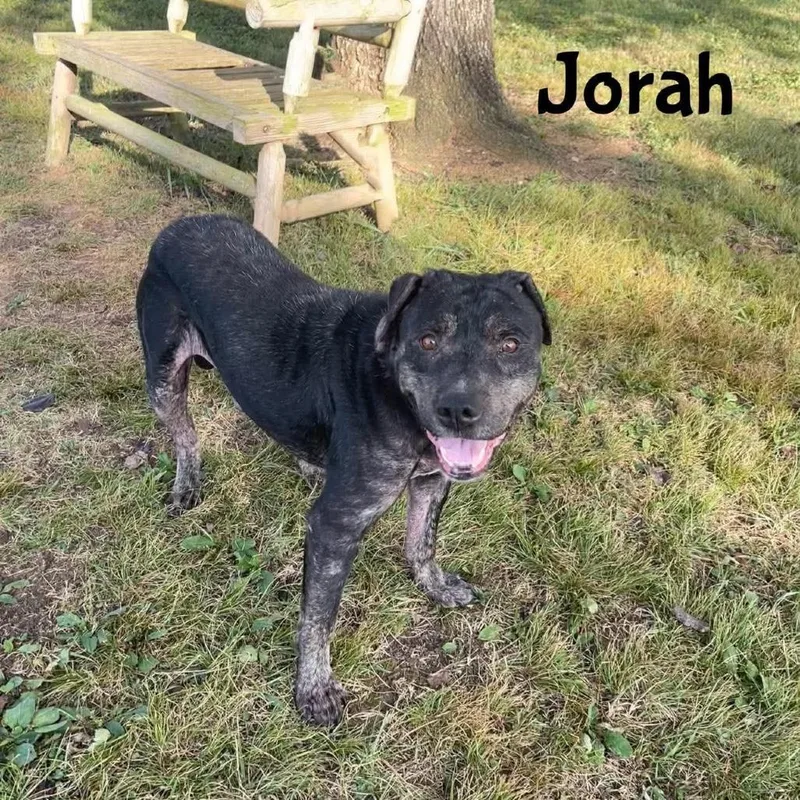 Jorah thumbnail 4