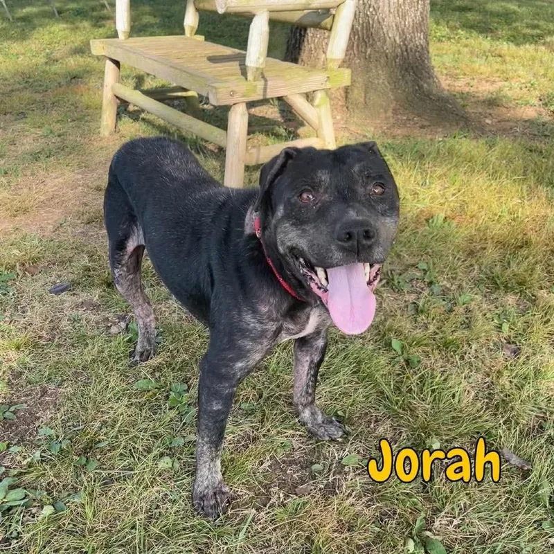 Jorah thumbnail 6