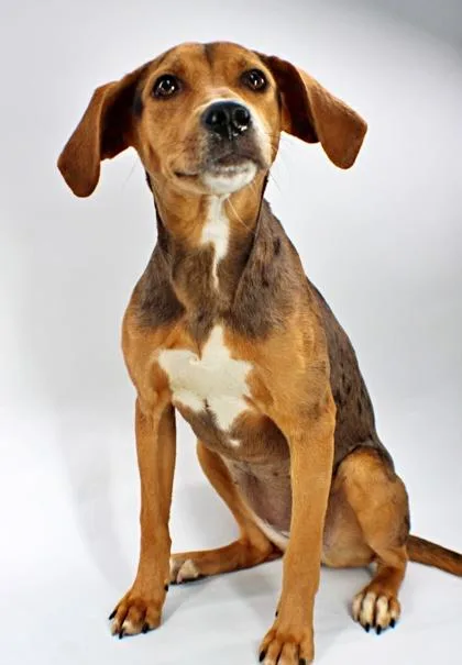 A young large-sized female Catahoula Leopard Dog dog named Sparkles for adoption in Morton Grove, IL