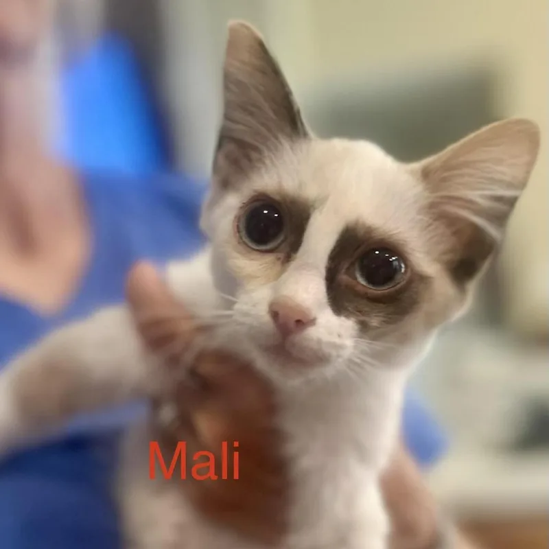 Mali