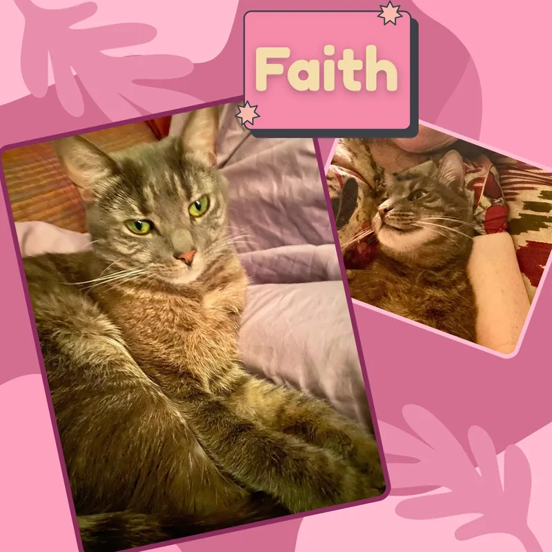 An adult medium-sized female Tabby (Gray / Blue / Silver) Domestic Short Hair cat named Faith for adoption in Bronx, NY