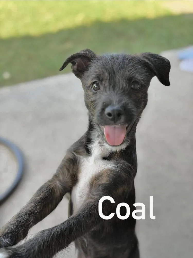 A baby medium-sized male Terrier dog named Coal for adoption in Saugus, MA