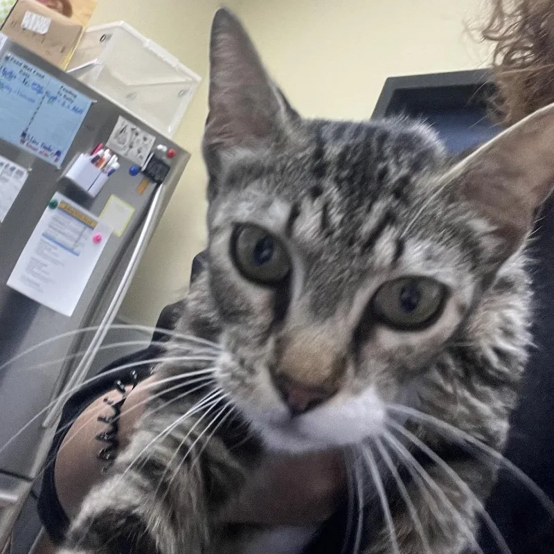 A young small-sized female Brown / Chocolate Domestic Short Hair cat named Shayla for adoption in Galveston, TX