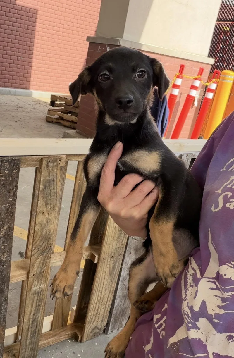 A baby medium-sized female Black German Shepherd Dog dog named Pam for adoption in Wonder Lake, IL