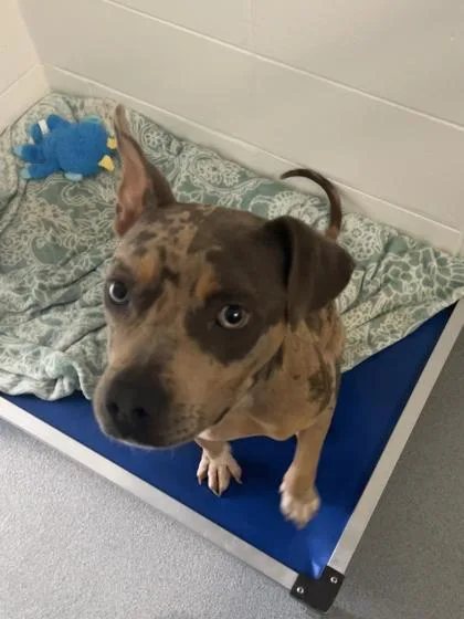 An adult medium-sized female Mixed Breed dog named Pacifica for adoption in Spruce Pine, NC