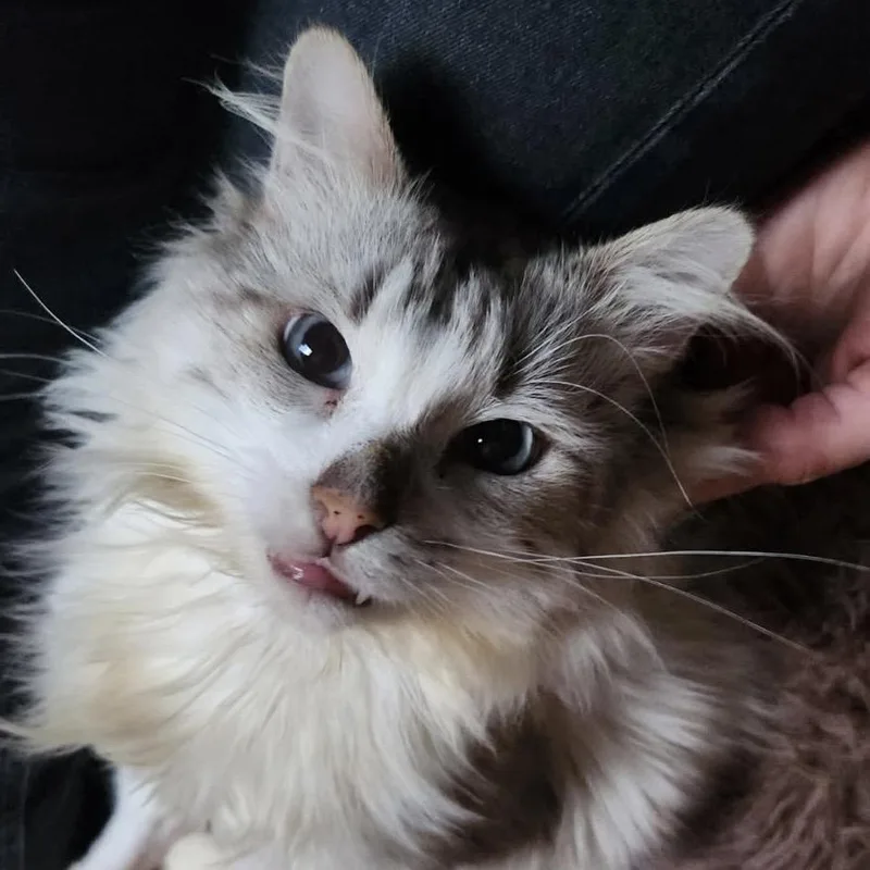 Glen Coco thumbnail 2