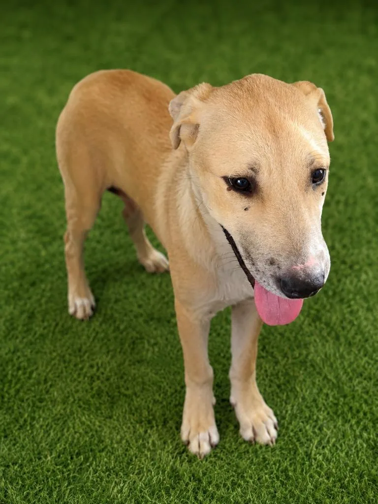 A baby medium-sized male Terrier dog named Honey Bun for adoption in Wauchula, FL