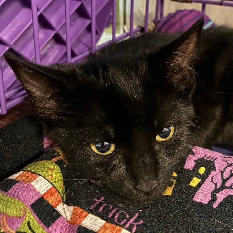 A baby small-sized female Black Domestic Short Hair cat named Harriet for adoption in Saugerties, NY