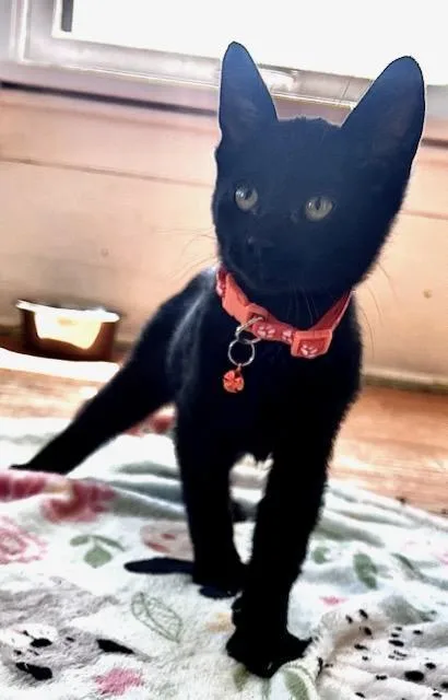 A baby medium-sized male Black Domestic Short Hair cat named Skids for adoption in Valley City, ND