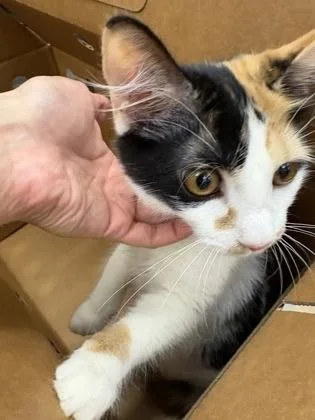 A young medium-sized female Domestic Short Hair cat named Priss for adoption in Chamblee, GA