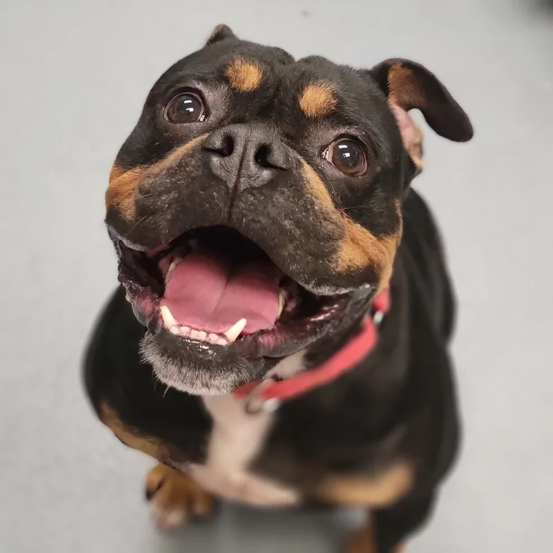 An adult medium-sized male Black Mixed Breed dog named Harley for adoption in Sarasota, FL