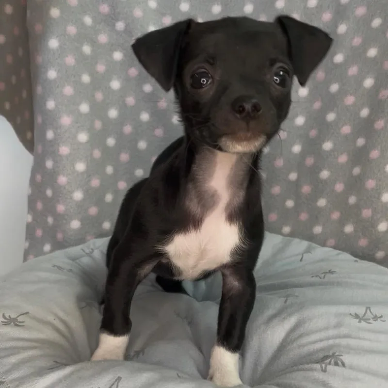 A baby small-sized female Black Chihuahua dog named Tippy  Costa Mesa for adoption in Chino Hills, CA