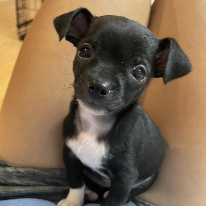 Tippy  Costa Mesa thumbnail 2