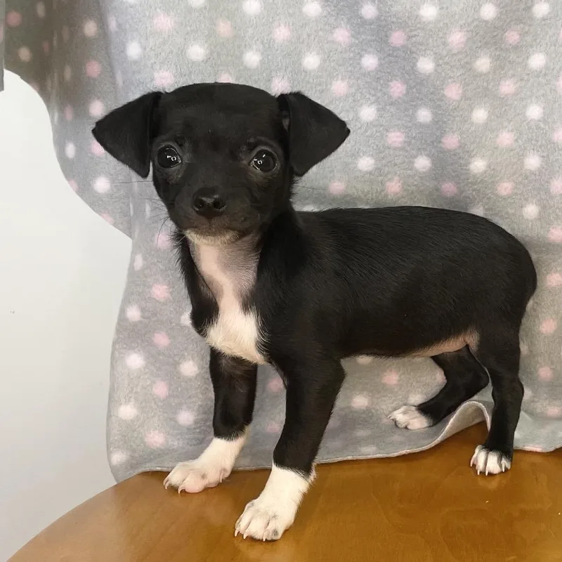 Tippy  Costa Mesa thumbnail 3