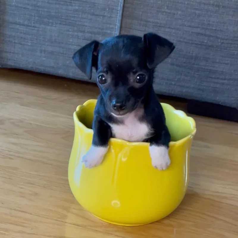 Tippy  Costa Mesa thumbnail 4