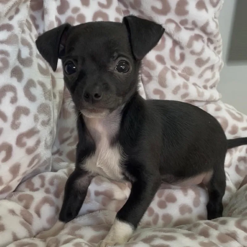 Tippy  Costa Mesa thumbnail 5