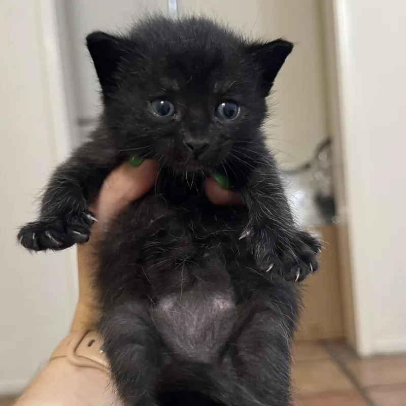A baby small-sized male Black Domestic Short Hair cat named Francois for adoption in Santa Barbara, CA