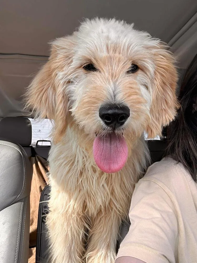A baby large-sized male Brown / Chocolate Goldendoodle dog named Bogey for adoption in Shawnee, OK