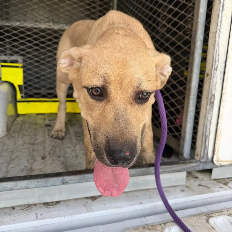 A young medium-sized male Yellow / Tan / Blond / Fawn Labrador Retriever dog named Earnest for adoption in Birmingham, AL