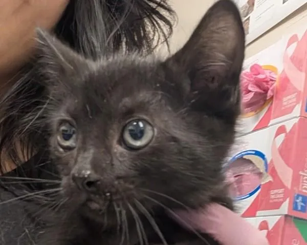 A baby small-sized female Domestic Short Hair cat named Prunella for adoption in El Cajon, CA