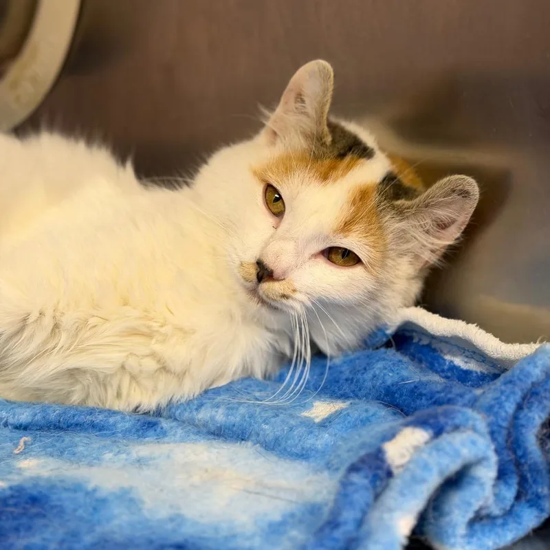 A young small-sized female Orange / Red Domestic Long Hair cat named April for adoption in Fort Smith, AR